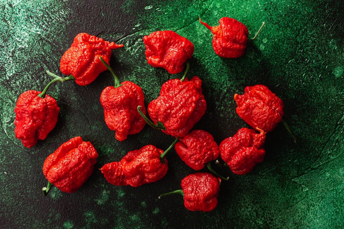 Carolina Reaper chilli pepper
